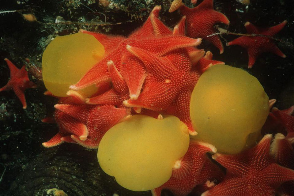 photo of sea stars and sea lemons