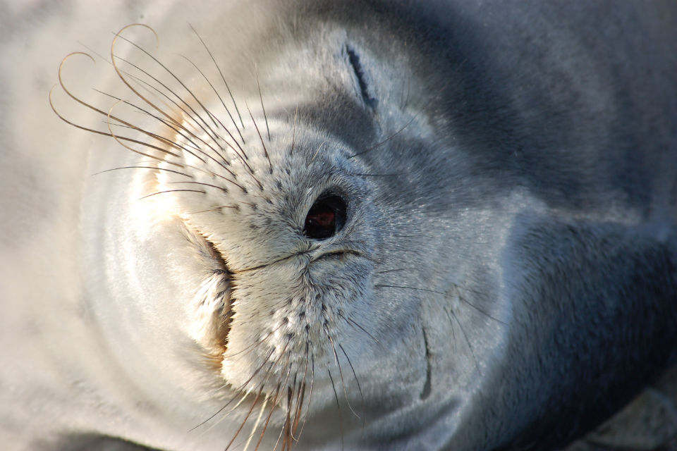 Photo of a Weddell seal asleep