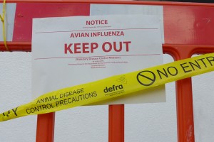 Avian Influenza sign with Defra 'No Entry' tape across it