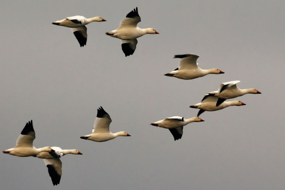 Snow geese in flight