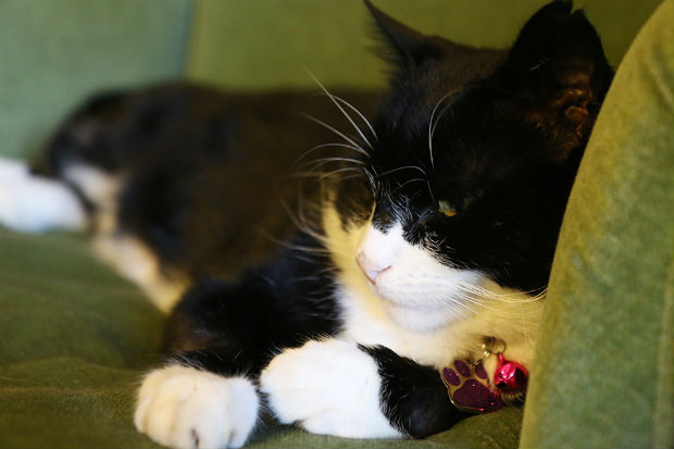 Black and white cat reclining on a sofa