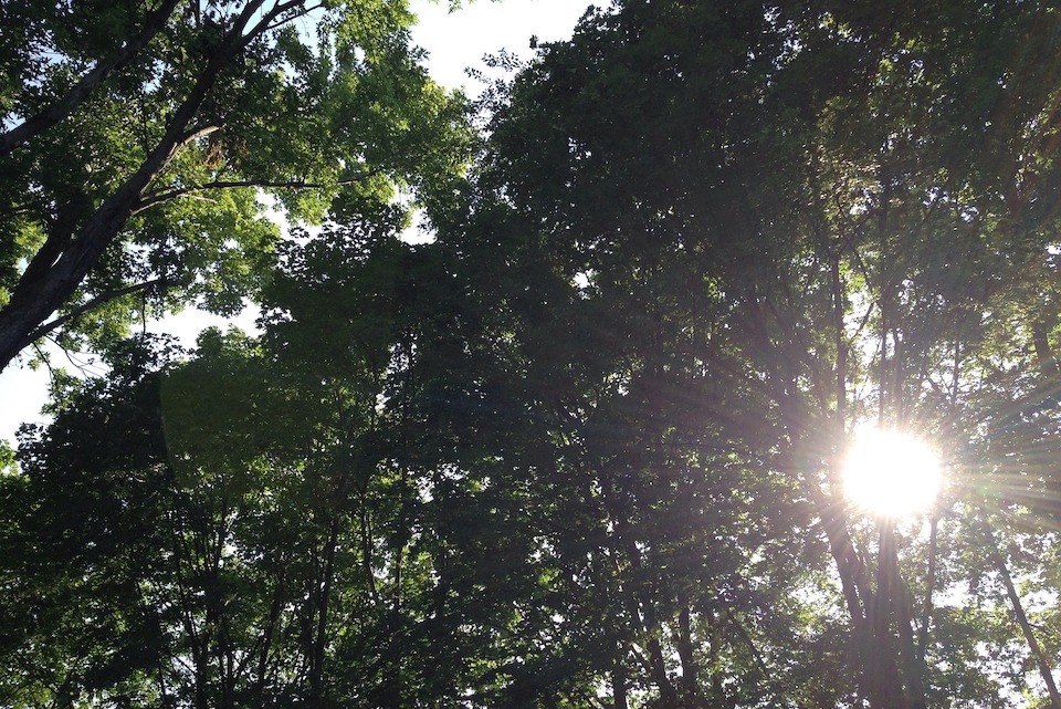 Image of sunshine breaking through trees