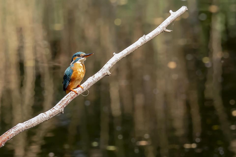 Kingfisher at HMP Whitemoor copy